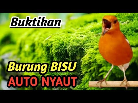 Anis Merah Gacor Masteran | Ultimate Training Audio for Competition