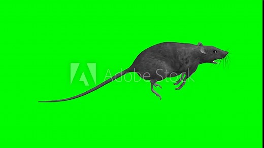 Common Rat - Running Loop - Side View - Realistic 3D animation with alpha channel isolated on transparent background