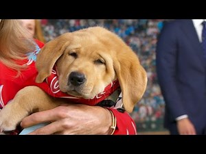 Phillies introduce service pup-in-training, Tugger