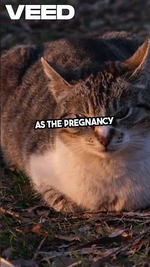 How Long Are Cats Pregnant? 🐾 | Cat Pregnancy Explained!