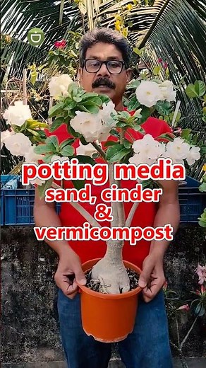 Basic But Useful Tips About Adenium Plants-How To Grow Adenium #plants