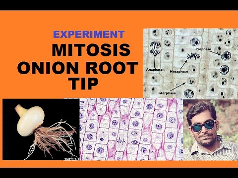 ONION ROOT TIP MITOSIS EXPERIMENT