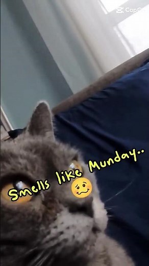 What! Monday again! 😸 #ihatemondays #funny #cat