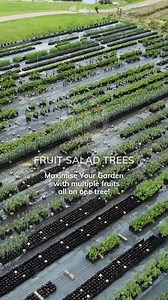 1K reactions · 160 shares |  Discover the magic of our family-run farm! From space-saving, fast fruiting trees that thrive in all climates- whether planted in the ground or a pot, you can grow multiple fruits on one tree to maximise your garden anytime.  Visit our website to learn more and sign up for our newsletter to get 5% off your first order! https://www.fruitsaladtrees.com/  #FruitSaladTrees #GrowYourOwn #FamilyFarm #GardeningTips | Fruit Salad Trees | Facebook