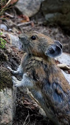 Pika Snacks and Calling Sounds
