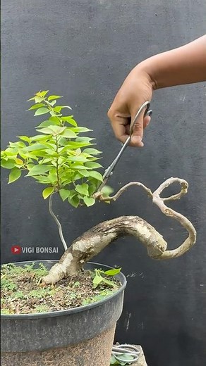 Making Bougainvillea Curve Beautifully