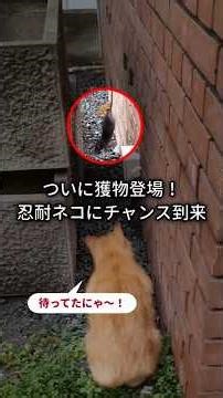 A cat waits for prey, but then a mouse appears! What will the outcome be?