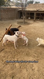 291K views · 649 reactions | Why Gracie angry at billu #gultairdog #germanshepherd #petsvlogs #russiandog #kohatigultairdog | Rehman ch vlogs | Facebook