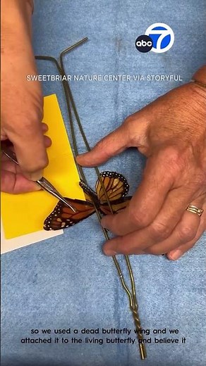 Injured monarch butterfly gets wing transplant