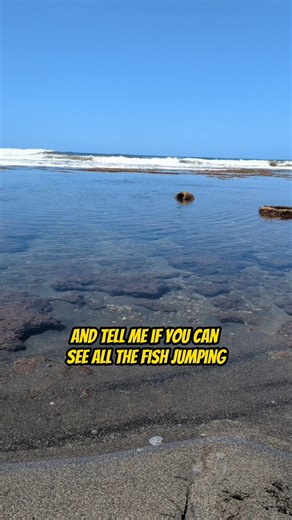 2.9K views · 15 reactions | Can you see all the fish jumping? How...