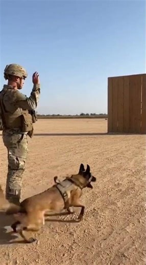 ✔ “Military K9 Clears a Distant Wall in One Command” 🦮👀 #army #loyalty #military #viralshorts
