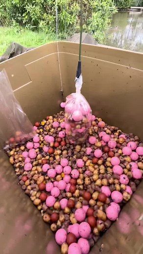 Using Solid Bags for Carp Fishing.. #fishing #carpfishing #pvabag #fyp #foryou #foryoupage #nayzofishing #angler #catchandrelease