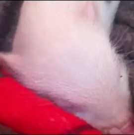 Watch This Cute Pig Enjoy the Day – Too Precious!