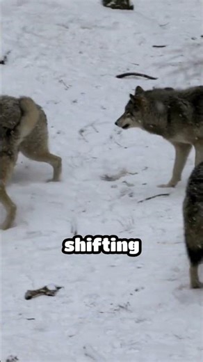 The Secret Lie Behind a Wolf's Howl 🐺#shorts, #wolves, #wildlife, #