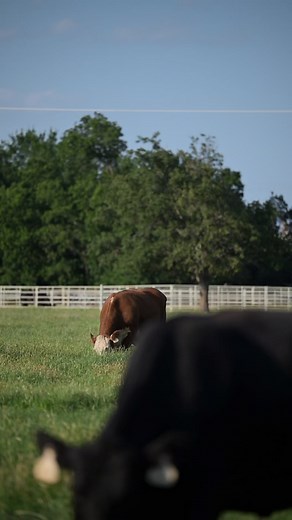 ⏱️ Minute with a Nutritionist is here! In this quick-hit series, ADM’s Dr. Brian Fieser breaks down what you can be doing right now to gear your herd up for protein season. From supplement strategies to pasture planning, we’re covering the essentials—all in 60 seconds. Stay tuned and get ahead this season with insights straight from the expert. #ADMBeef #MinuteWithANutritionist #ProteinSeasonPrep #CattleNutrition #BeefTips | ADM Cattle Nutrition