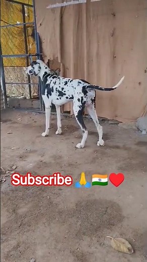 Great Dane Mating available #ytshorts #shorts #treding #dogbreed #dogmating #pets #dog