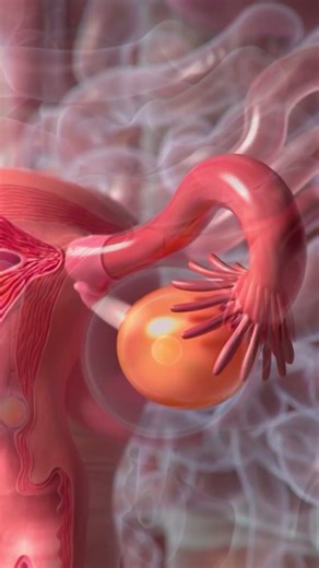 understanding ovulation l feminine cycle 3d animation