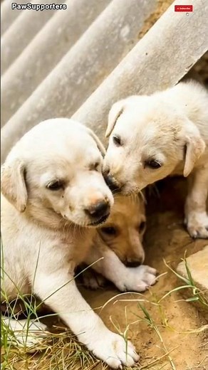 Three Tiny Puppies With No Home, No Mother, Just Each Other 💔🐶 #SavePuppies