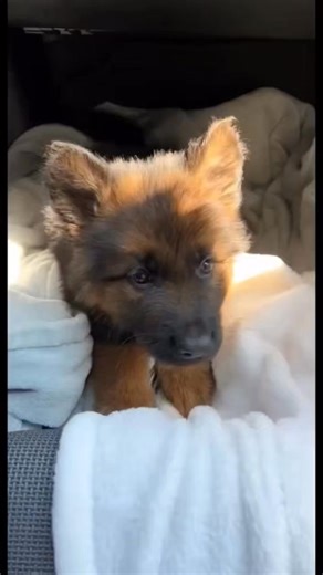 135K views · 8K reactions | Growing so fast 殺 | Lana Alexia | Facebook