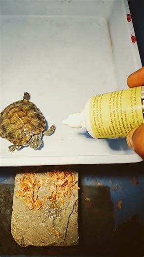 turtle eye disease part 3 #turtle