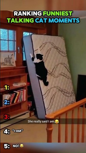 Funniest Talking Cat Moments Ever!