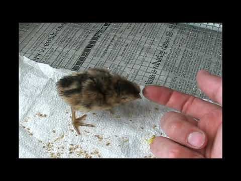 Lady Amherst Pheasant Egg Hatches, Chick Grows Up and Flies out of Brooder