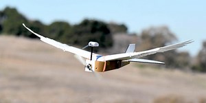 PigeonBot Uses Real Feathers to Explore How Birds Fly