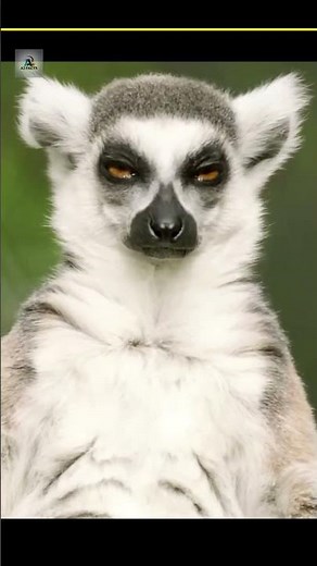 Lemur gets high on milipedes.😂