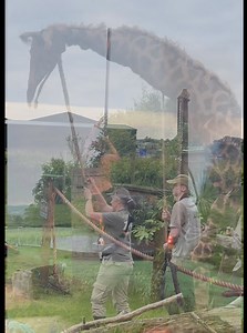 330 reactions · 56 shares | Huge thanks to those of you that supported our first ever WILDnights Sunset Safari event! The next dates are the 14th and 29th of June. 6th, 12th and 13th of July! | WILD Zoological Park | Facebook