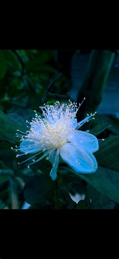 mobile photography tips and tricks