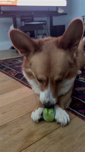 Nemo playing ball with himself #cogi nemo