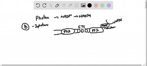 SOLVED:How many photons does it take to fully reduce one molecule of NADP ^+ to NADPH? a. 1 b. 2 c. 4 d. 8