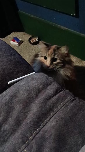 living her best life😺💜 #catsoftiktok Princess Callie 🤗