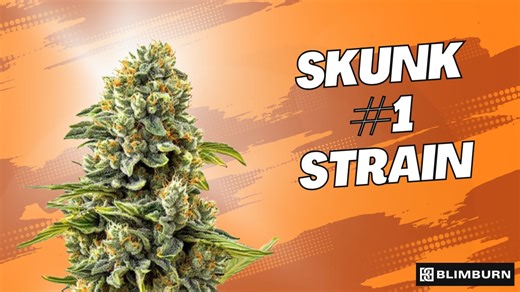 SKUNK #1 SEEDS