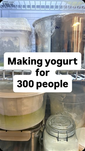 Diana / 다현 on Instagram: "This is how I ran a 3-day YOGURT marathon and made 300 yogurt samples. After much back pain 🙂‍↕️ and dad grunts 👨, I was able to serve 300 people across 3 cities by: 1) Staggering production to make sure every hour is spent wisely. This meant I would do 2 rounds of batches, once in the morning and once at night to make 100 servings a day. I slept while the second set was incubating (but not on the kitchen floor 😂) 2. Assume you’ll throw out 20% of your batches, minim