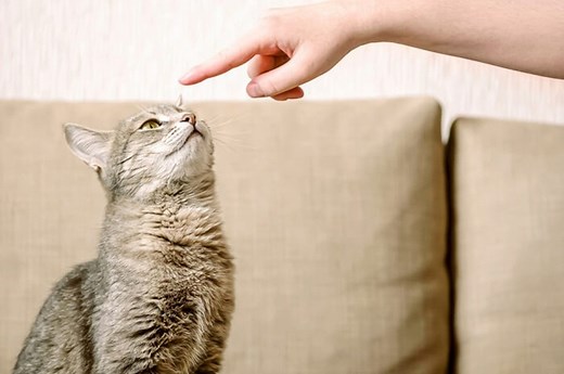 How To Train Your Cat To Sit: A 10-Step Guide - Cats.com