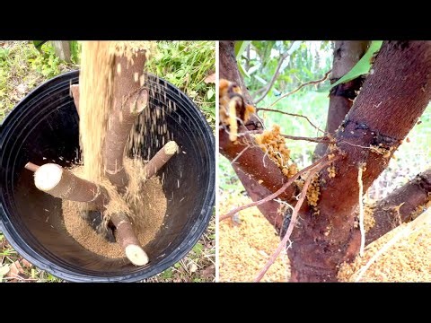 Just cover with soil and you can grow lots of clones!
