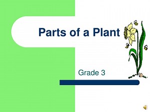 Parts of a Plant - SlideServe