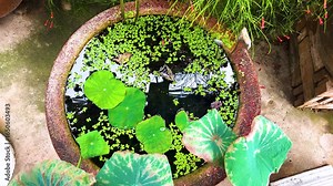 Green lotus leaves, duckweed and fish food on water in fish basin with fountain plant on concrete floor background compound of a monastery, Bangkok, Thailand. 16 JULY 2025. A.M./ Slow down video Stock Video