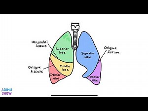 How To Draw A Diagram Of Lung Lobes
