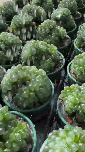 How to Water Haworthia Cooperi Correctly