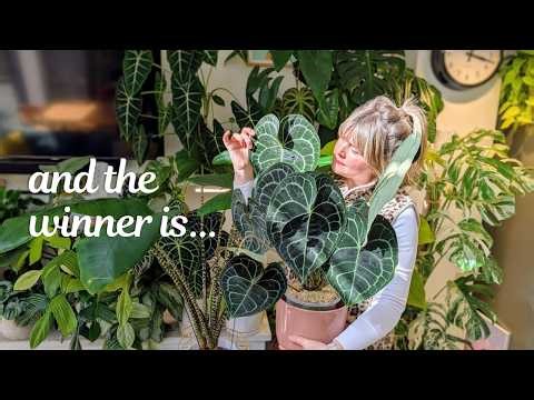 Choosing my FAVOURITE plant from each genus 🌿Monstera, Anthurium, Alocasia, Hoya...