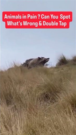 tell me answer the this what's wrong #animallife #animals #nature #wildanimals #wildlife #youtube