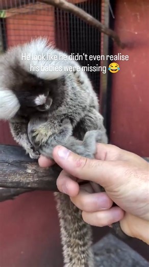 Thrilll | Daily Viral Videos & WTF Moments on Instagram: "- The video features a common marmoset (Callithrix jacchus), a small New World monkey known for its cooperative breeding behavior, where both parents and sometimes older siblings participate in caring for the young. This species is notable for its high paternal investment, with fathers often carrying and grooming infants extensively, which is crucial for the infants' survival and development. - The scene shows a human hand presenting newb