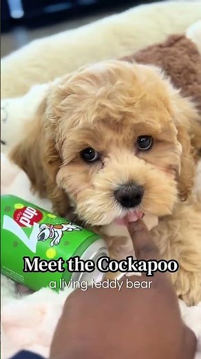 Meet the Cockapoo: A Living Teddy Bear! 🧸✨ | Petland Oklahoma City 🐶