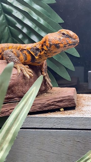 Is there an amazing charming spiky and full of personality mini lizard? Yes! Meet the Uromastyx