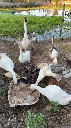 Survival Skills 05: Raising Geese As Family #geese #duck #birds #duckandgoose #ducksunlimited