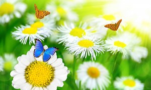 Discover 3 Incredible Extinct Butterflies