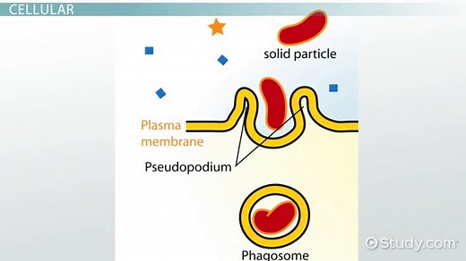 Ingestion | Definition, Meaning & Process