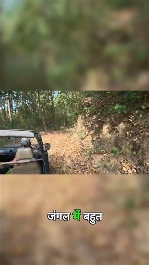 This Safari Moment is Rare #nature #safari #wildlife